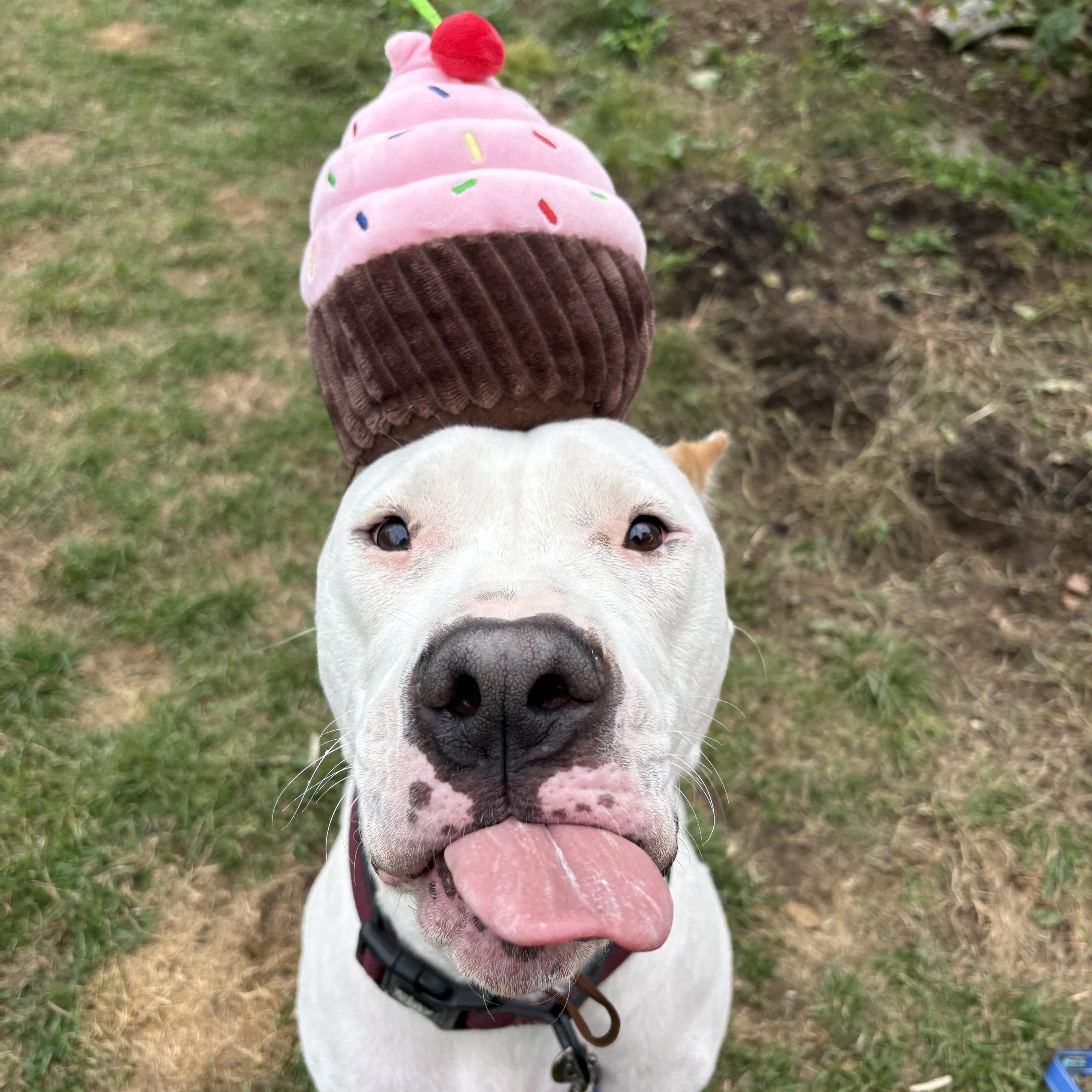 Enlarge Anton, a Adoptable Dogo Argentino in New Boston, NH image 2/6