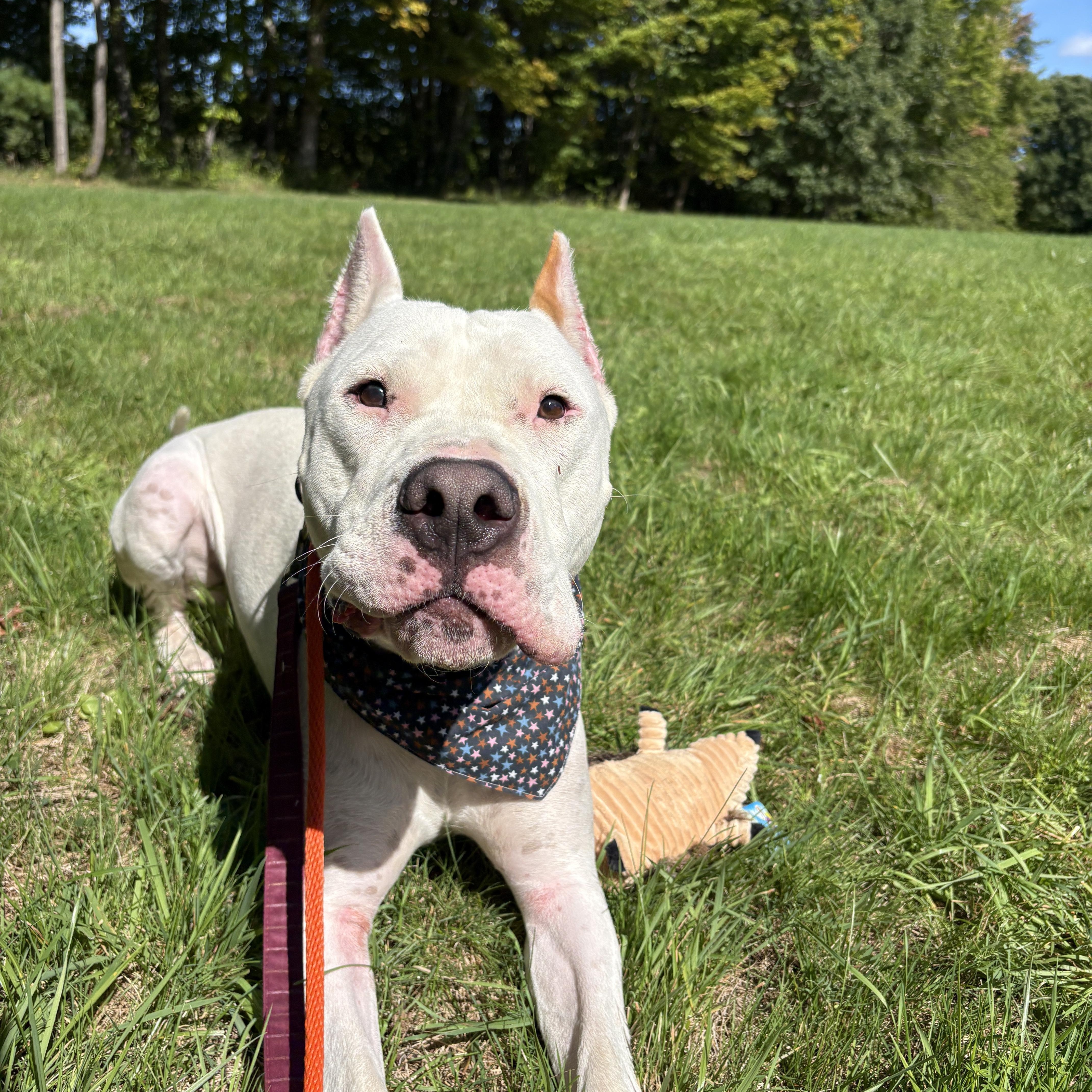 Enlarge Anton, a Adoptable Dogo Argentino in New Boston, NH image 3/6