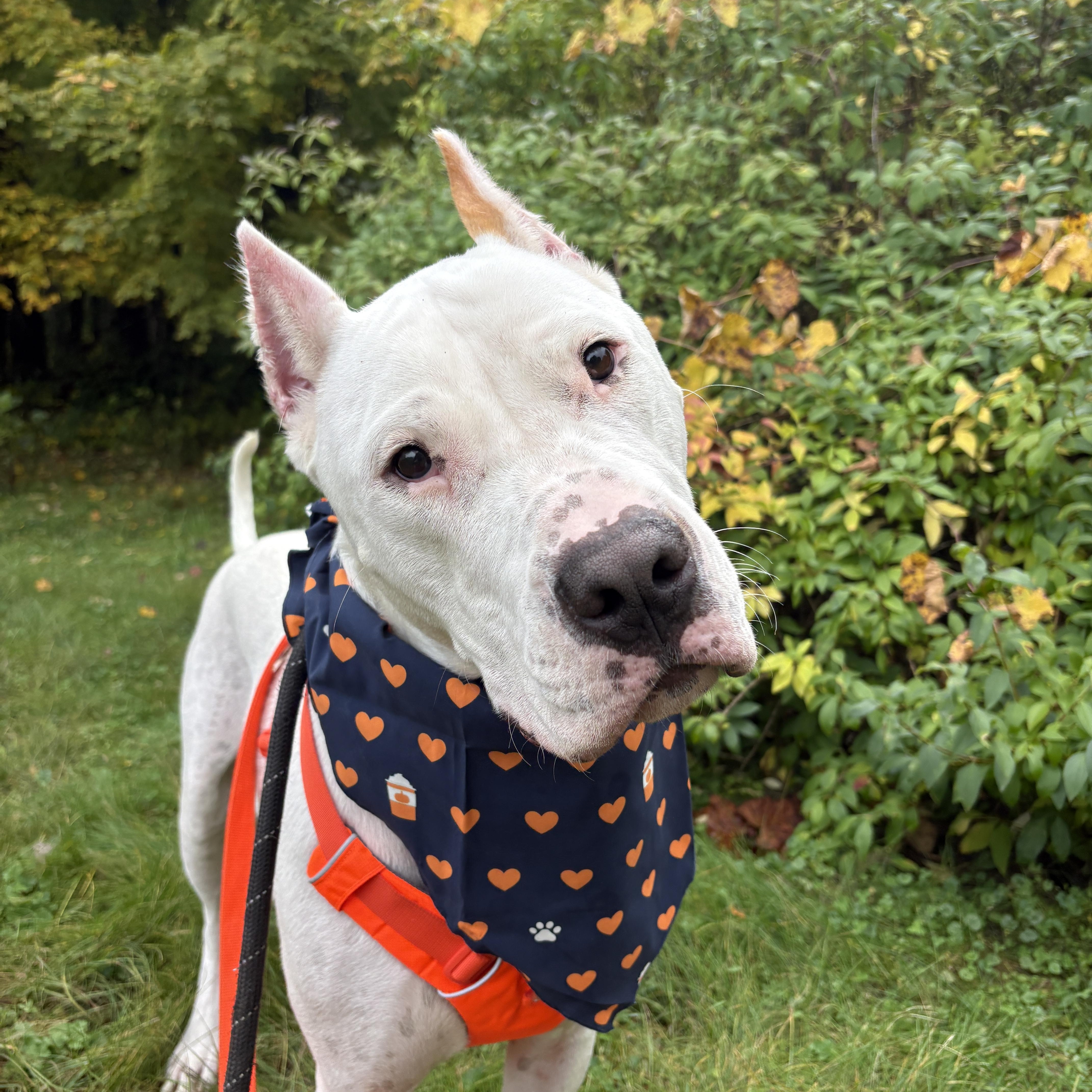 Enlarge Anton, a Adoptable Dogo Argentino in New Boston, NH image 6/6