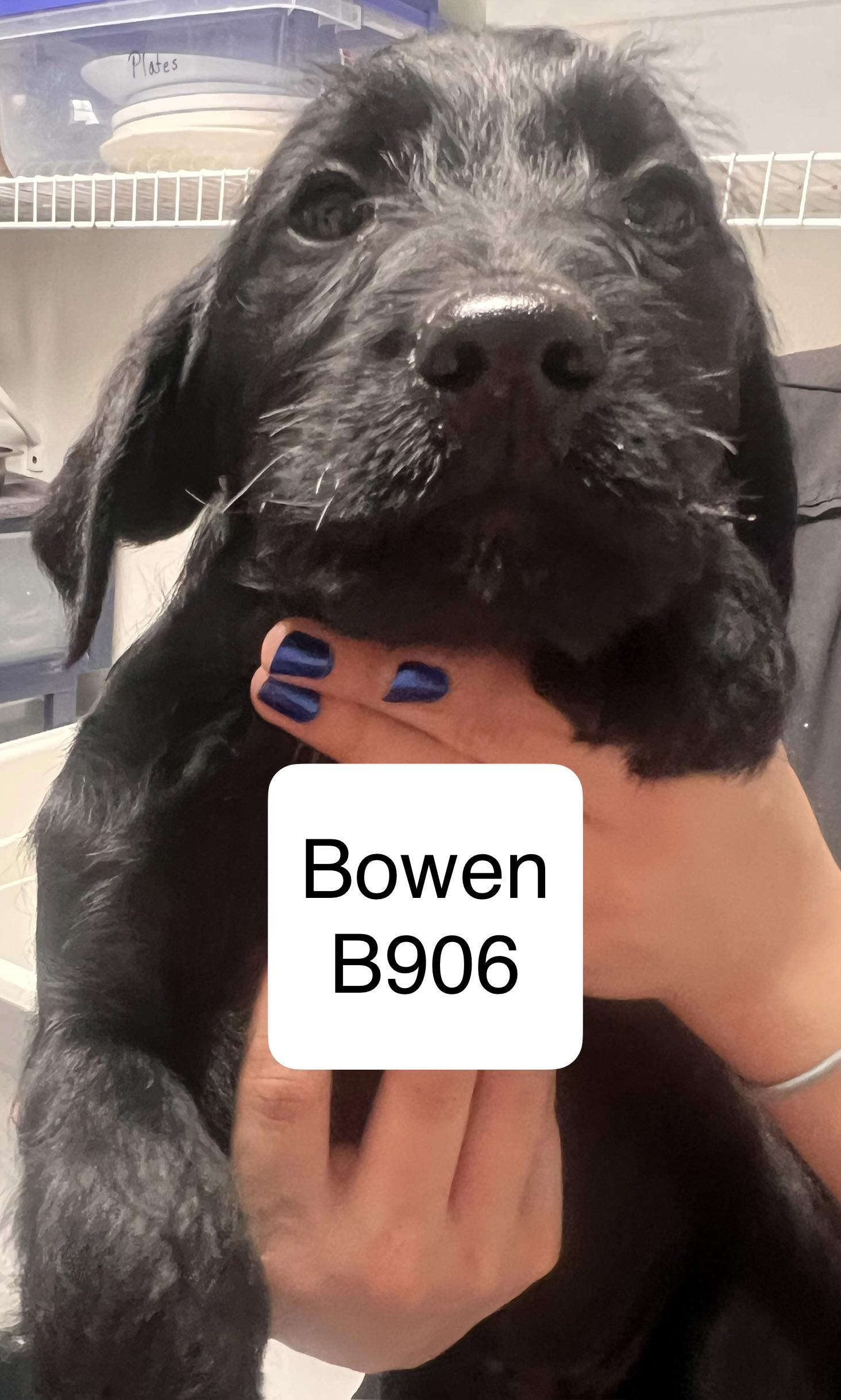 Enlarge Bowen, a ADOPTABLE mixed breed in Morganton, NC image 1/1