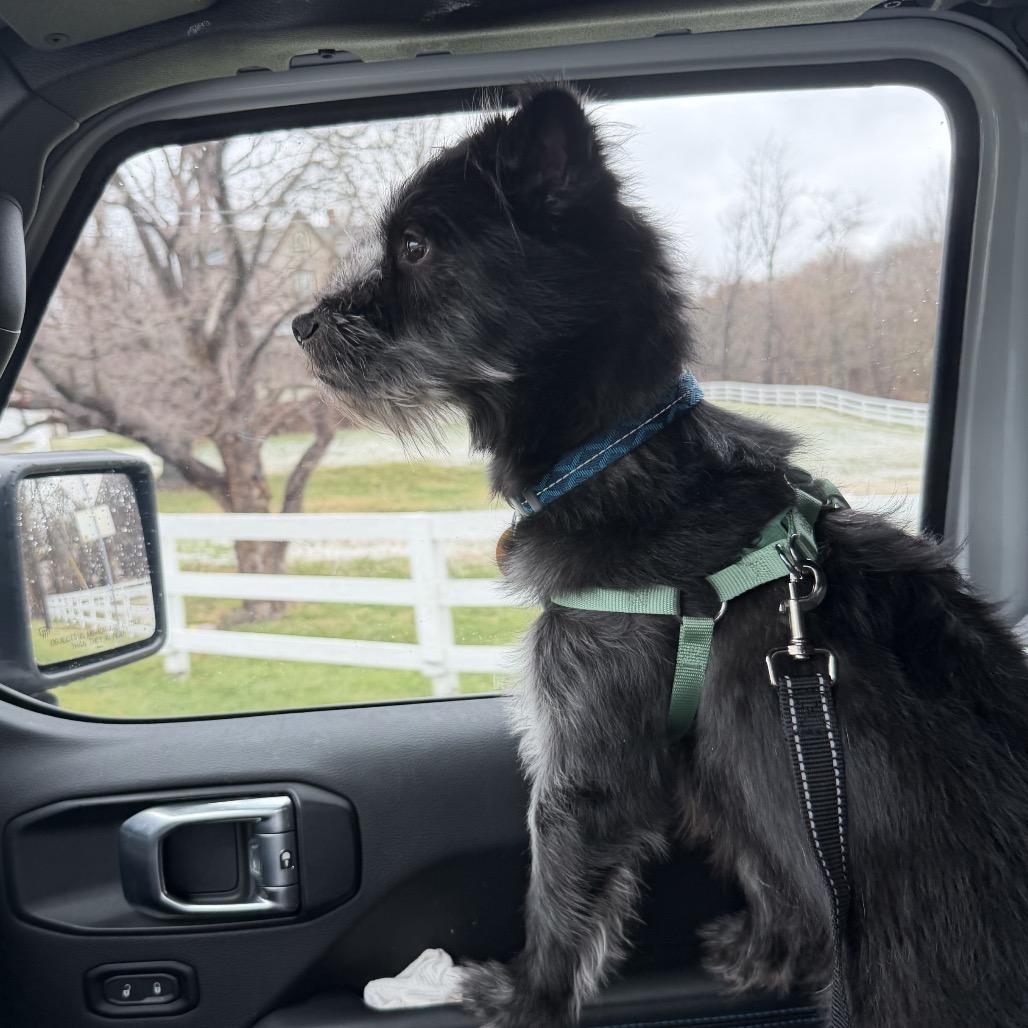 Enlarge Jack Jack, a Adoptable Schnauzer in Silver Spring, MD image 1/3