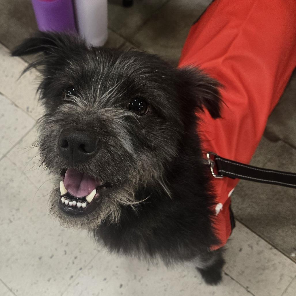 Enlarge Jack Jack, a Adoptable Schnauzer in Silver Spring, MD image 1/6