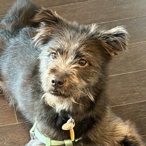 Enlarge Jack Jack, a Adoptable Schnauzer in Silver Spring, MD image 2/3