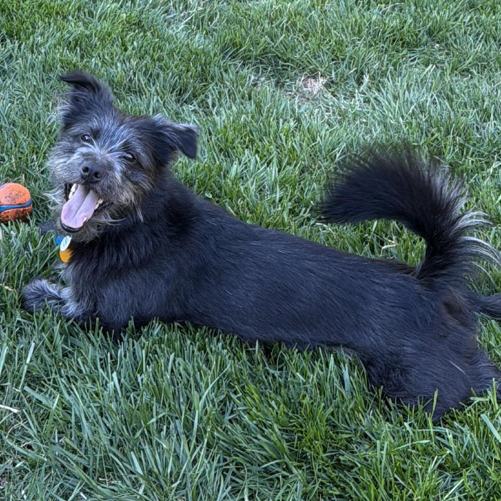 Enlarge Jack Jack, a Adoptable Schnauzer in Silver Spring, MD image 2/6