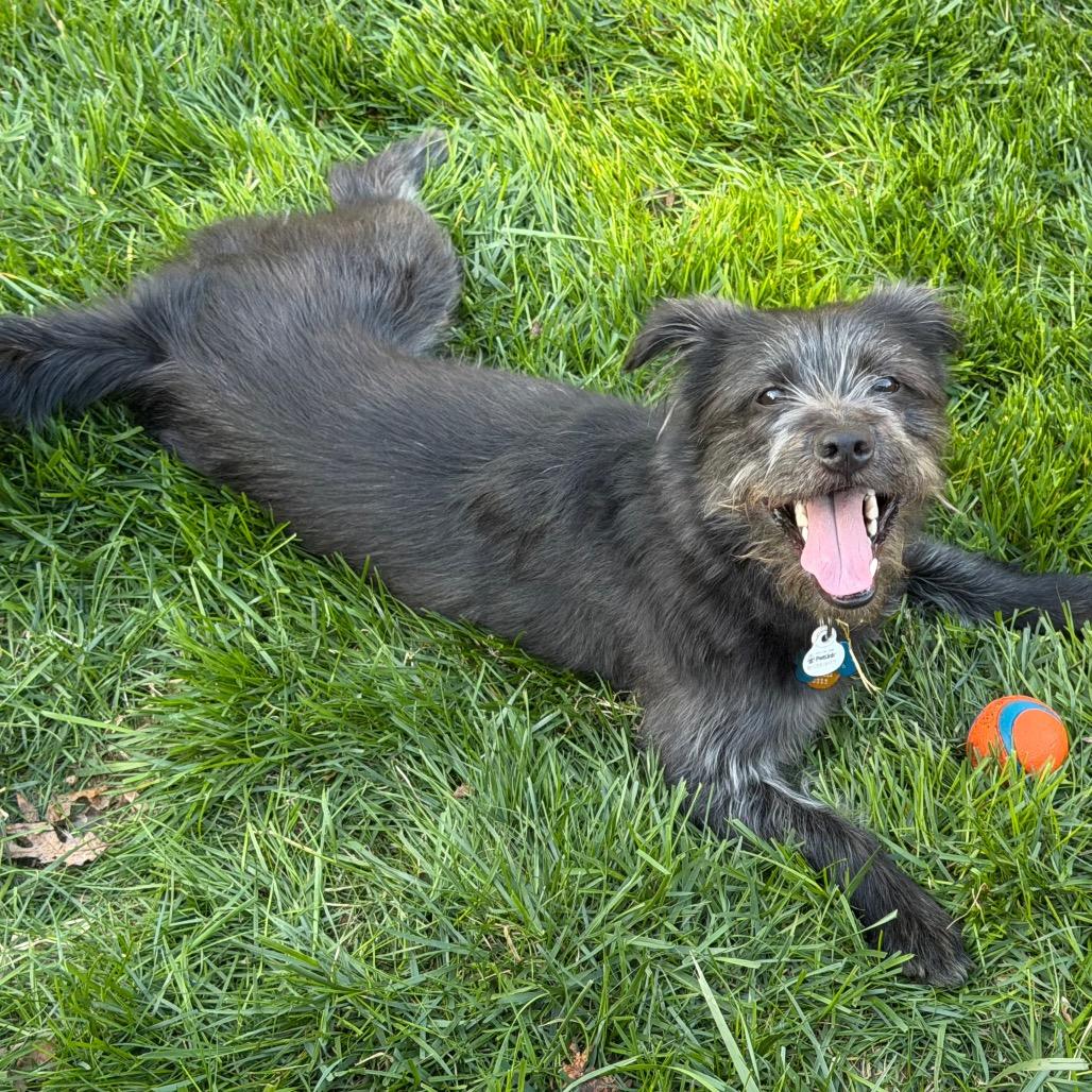 Enlarge Jack Jack, a Adoptable Schnauzer in Silver Spring, MD image 3/6