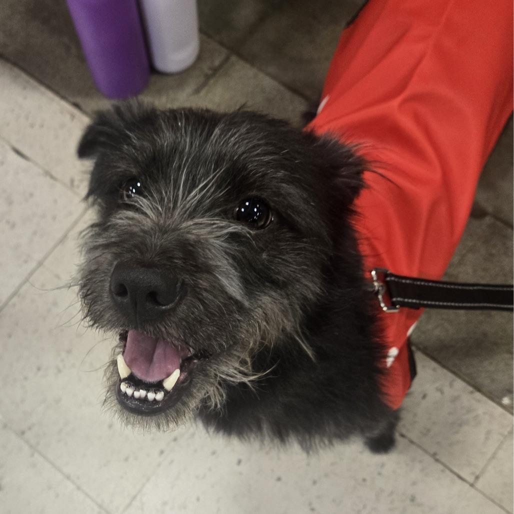 Enlarge Jack Jack, a Adoptable Schnauzer in Silver Spring, MD image 4/6