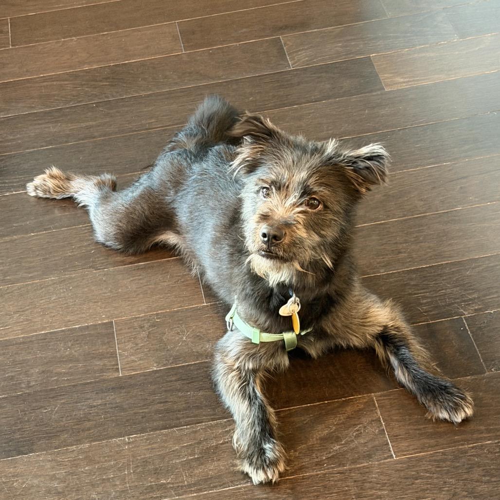 Enlarge Jack Jack, a Adoptable Schnauzer in Silver Spring, MD image 3/3