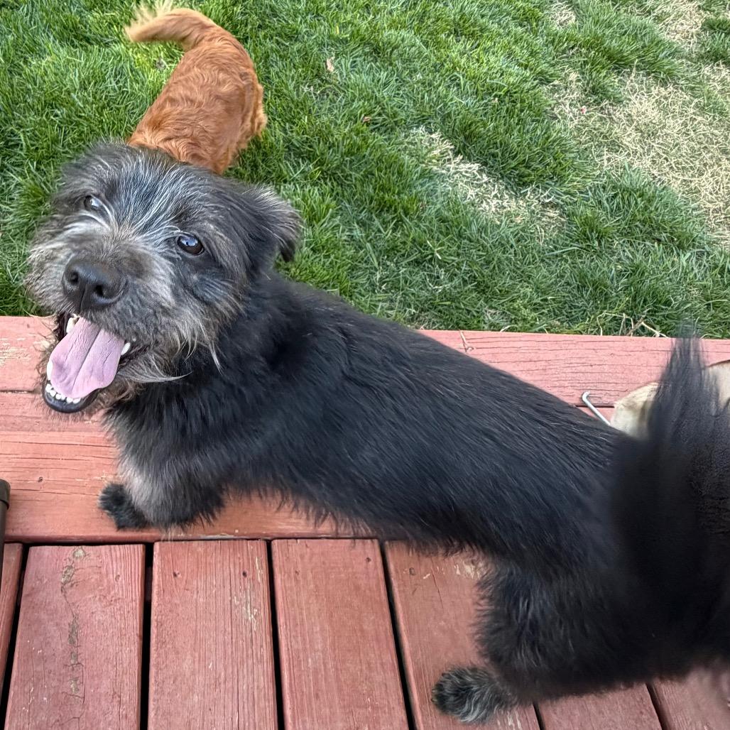 Enlarge Jack Jack, a Adoptable Schnauzer in Silver Spring, MD image 6/6