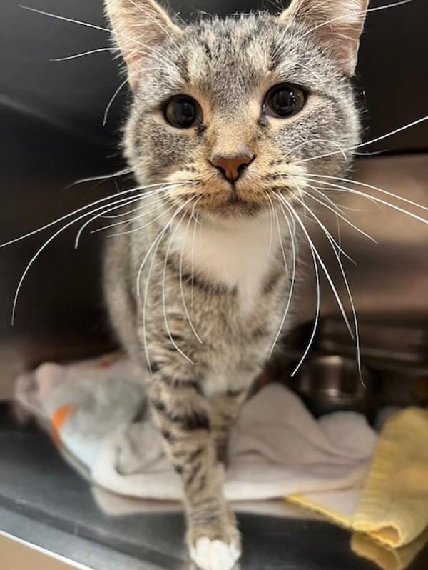 Pringle, a Adoptable mixed breed in Great Falls, MT image 1/2