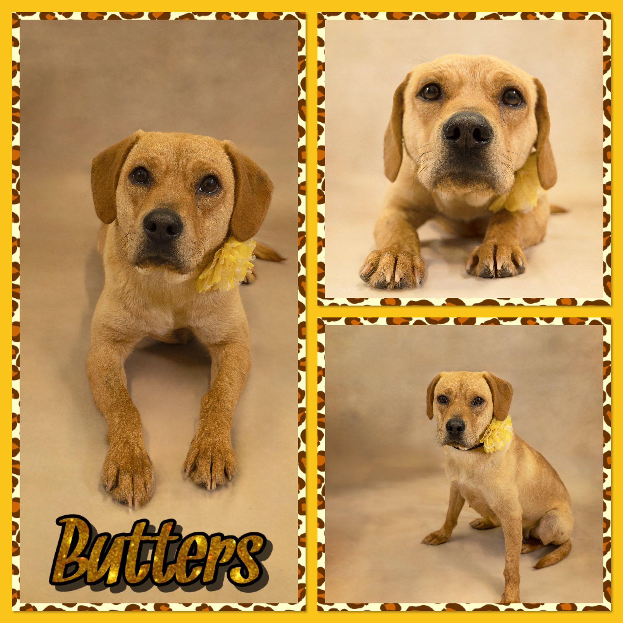 Butters, adopted, Adult Female Beagle & Retriever.
