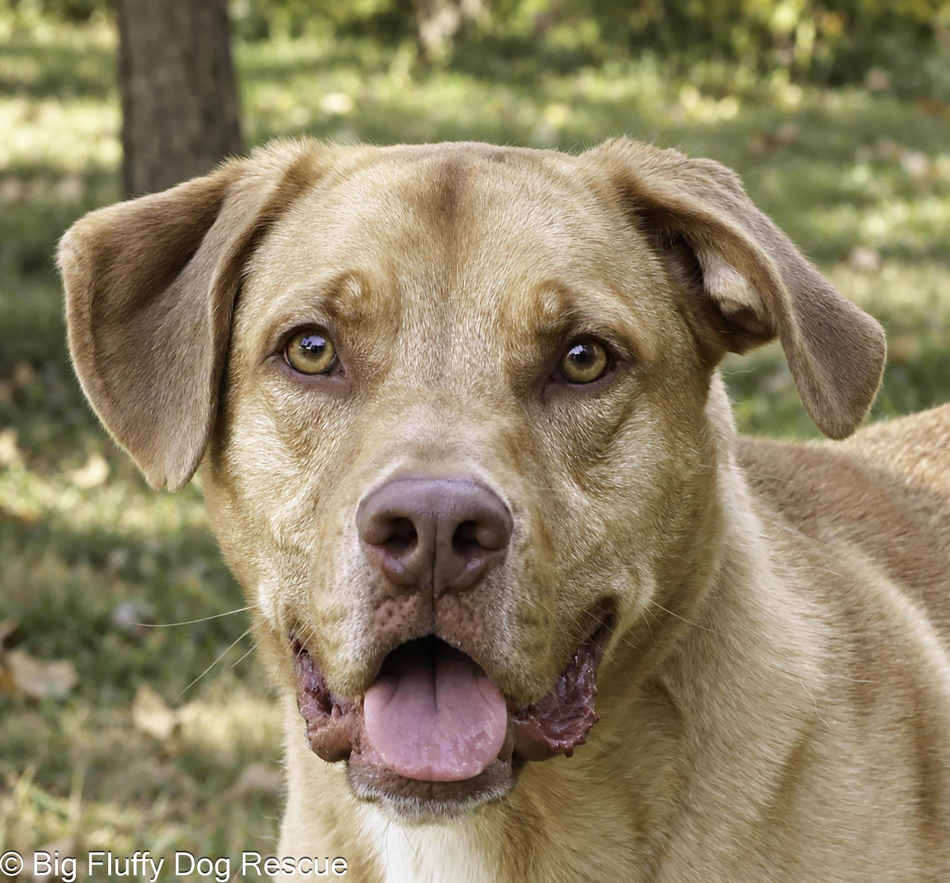 Rocky, Adoptable, Adult Male Yellow Labrador Retriever.