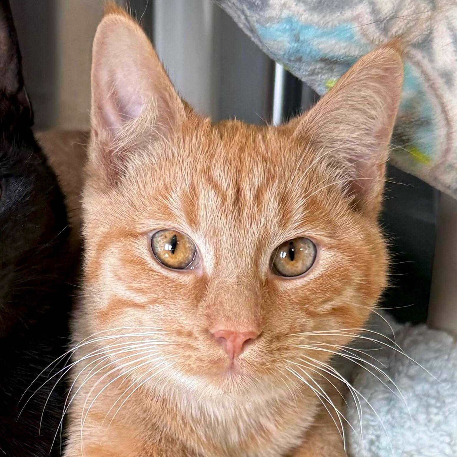 Stephen - Reduced Fee!, Adoptable, Young Male Domestic Short Hair.