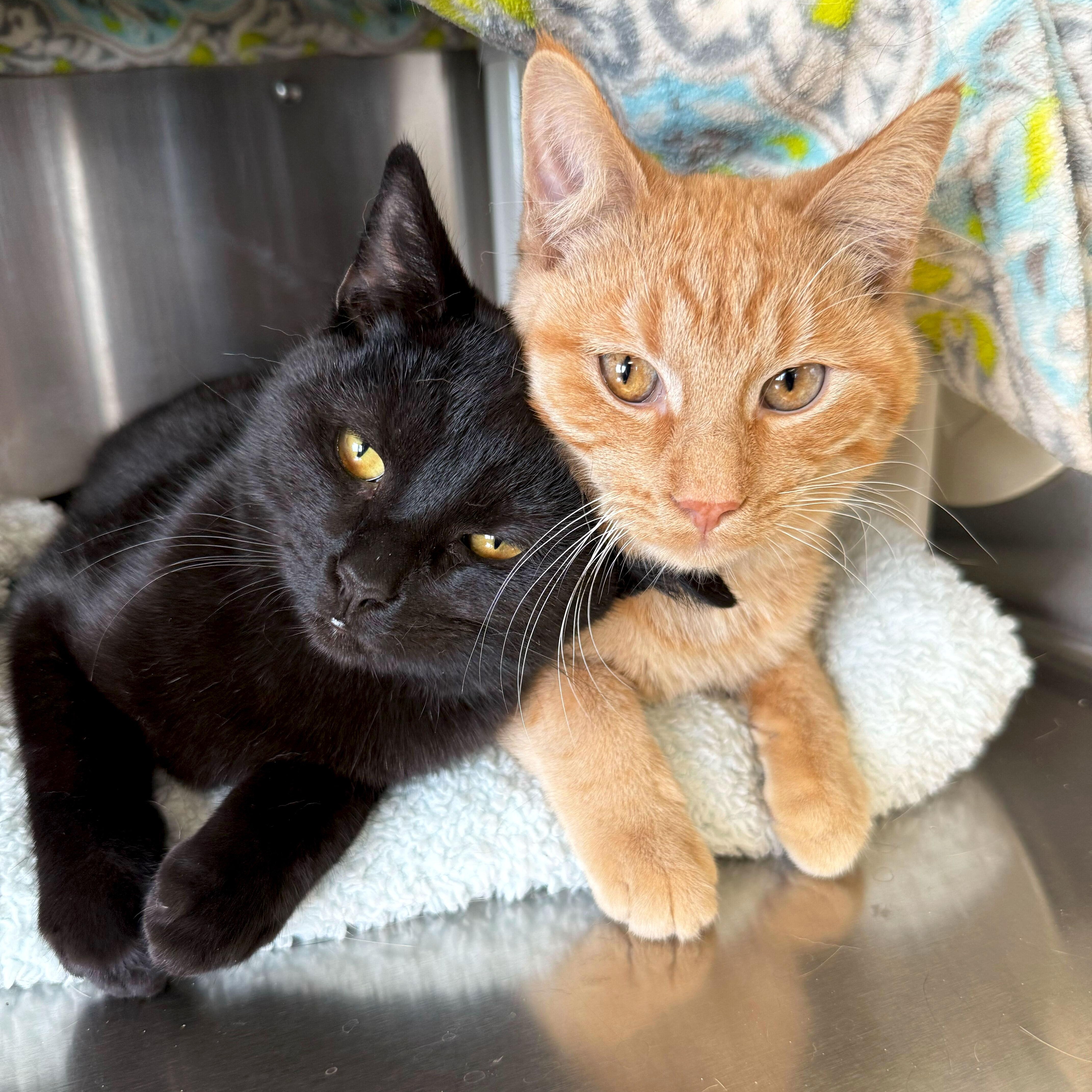 Stephen - Reduced Fee!, a Adoptable Domestic Short Hair in Jefferson, WI image 2/3