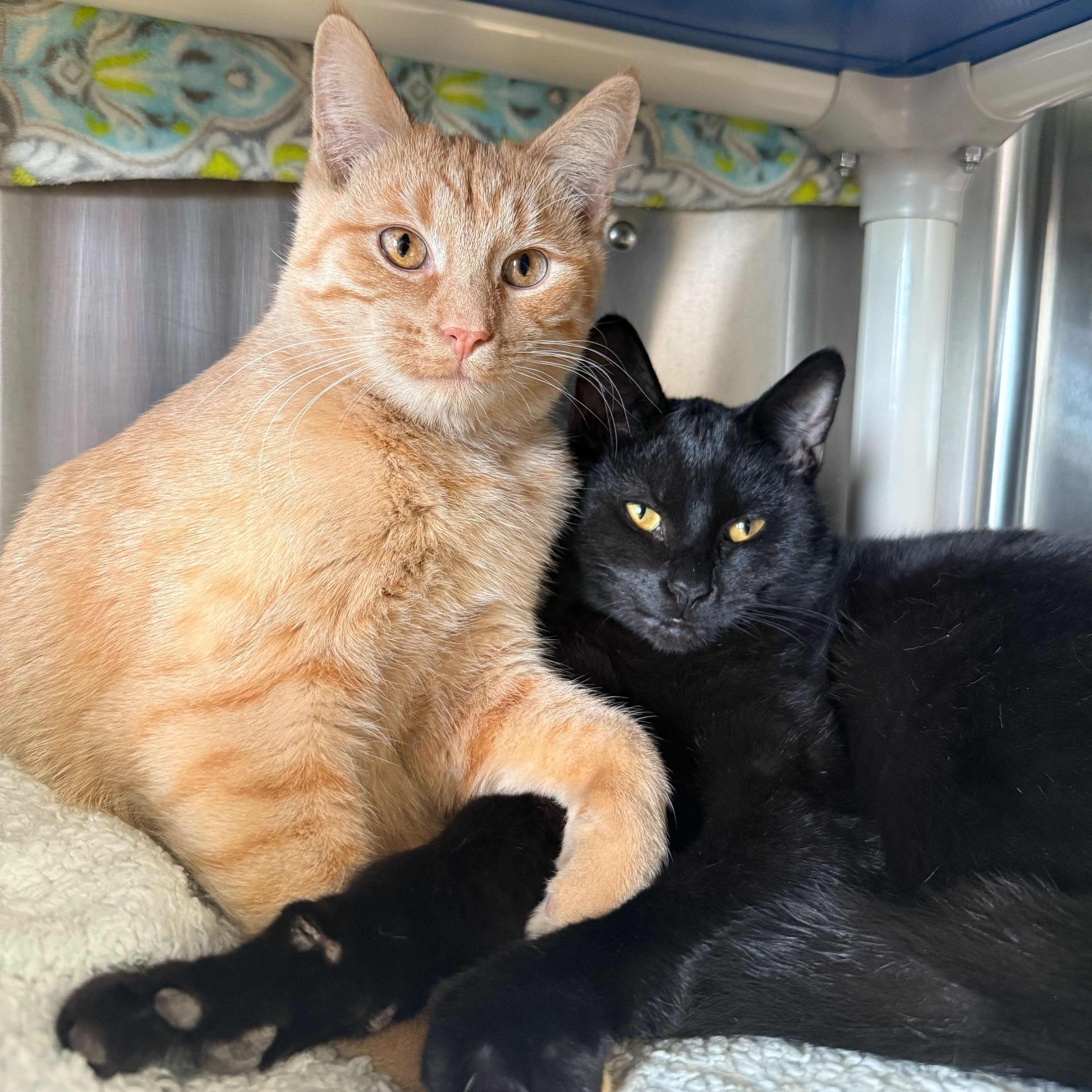 Stephen - Reduced Fee!, a Adoptable Domestic Short Hair in Jefferson, WI image 3/3