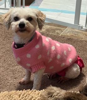Shelby in Davison, Michigan, ADOPTABLE, Adult Female Havanese.
