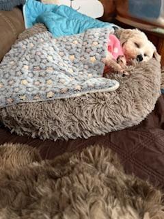 Enlarge Shelby in Davison, Michigan, a ADOPTABLE Havanese in Davison, MI image 4/5