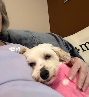 Enlarge Shelby in Davison, Michigan, a ADOPTABLE Havanese in Davison, MI image 2/5