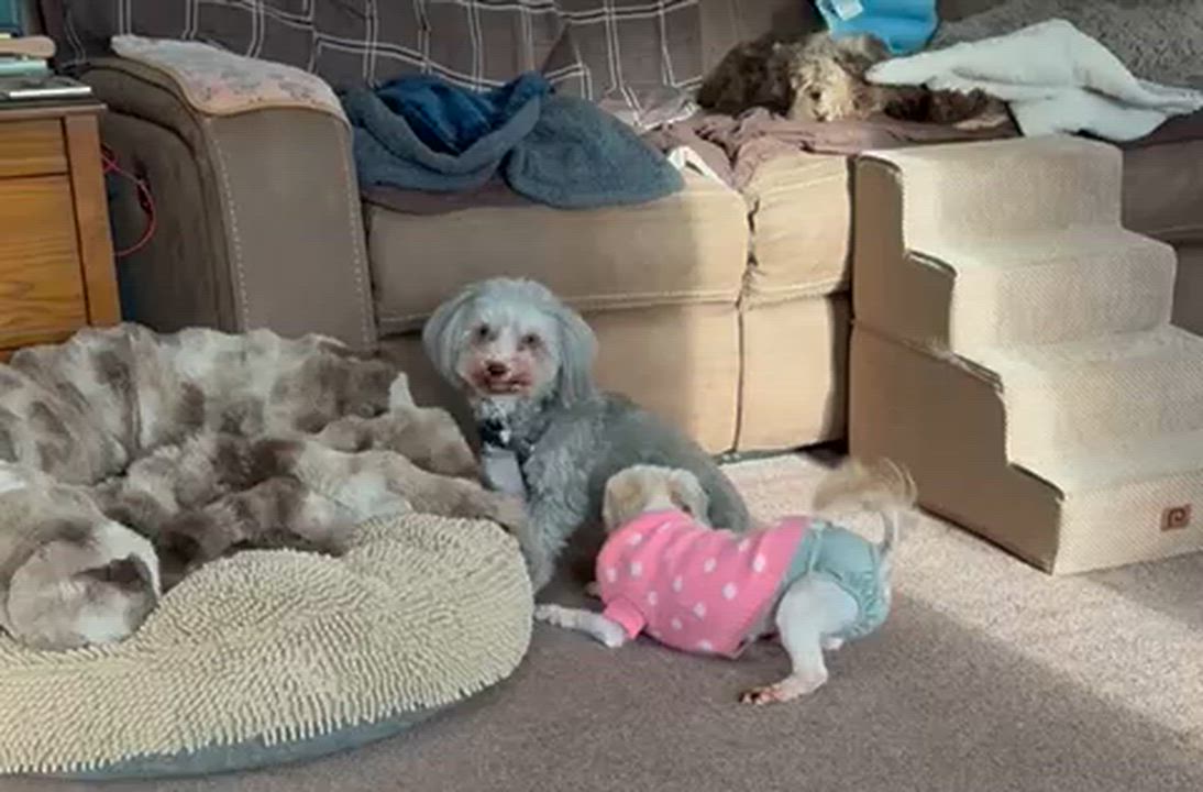 Enlarge Shelby in Davison, Michigan, a ADOPTABLE Havanese in Davison, MI video 5/5