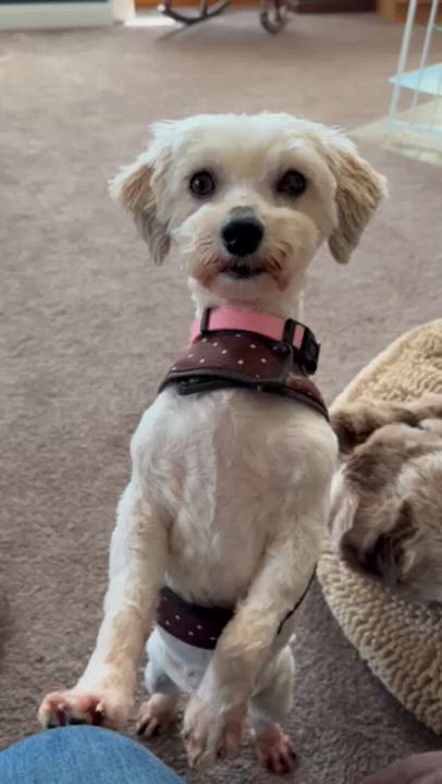 Enlarge Shelby in Davison, Michigan, a ADOPTABLE Havanese in Davison, MI video 3/5