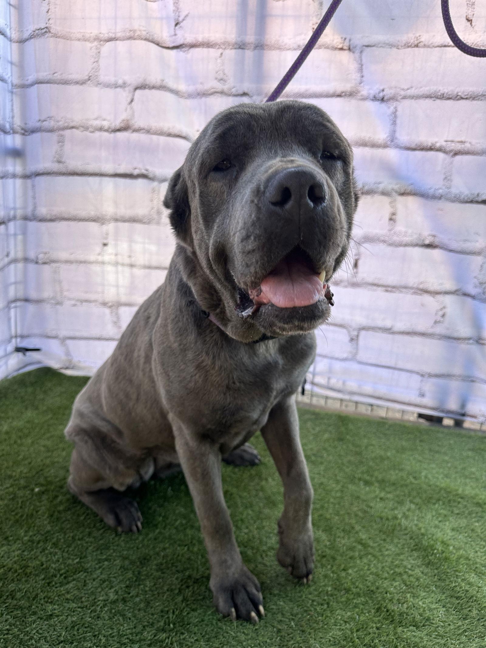 Sassy, Adoptable, Young Female Cane Corso.