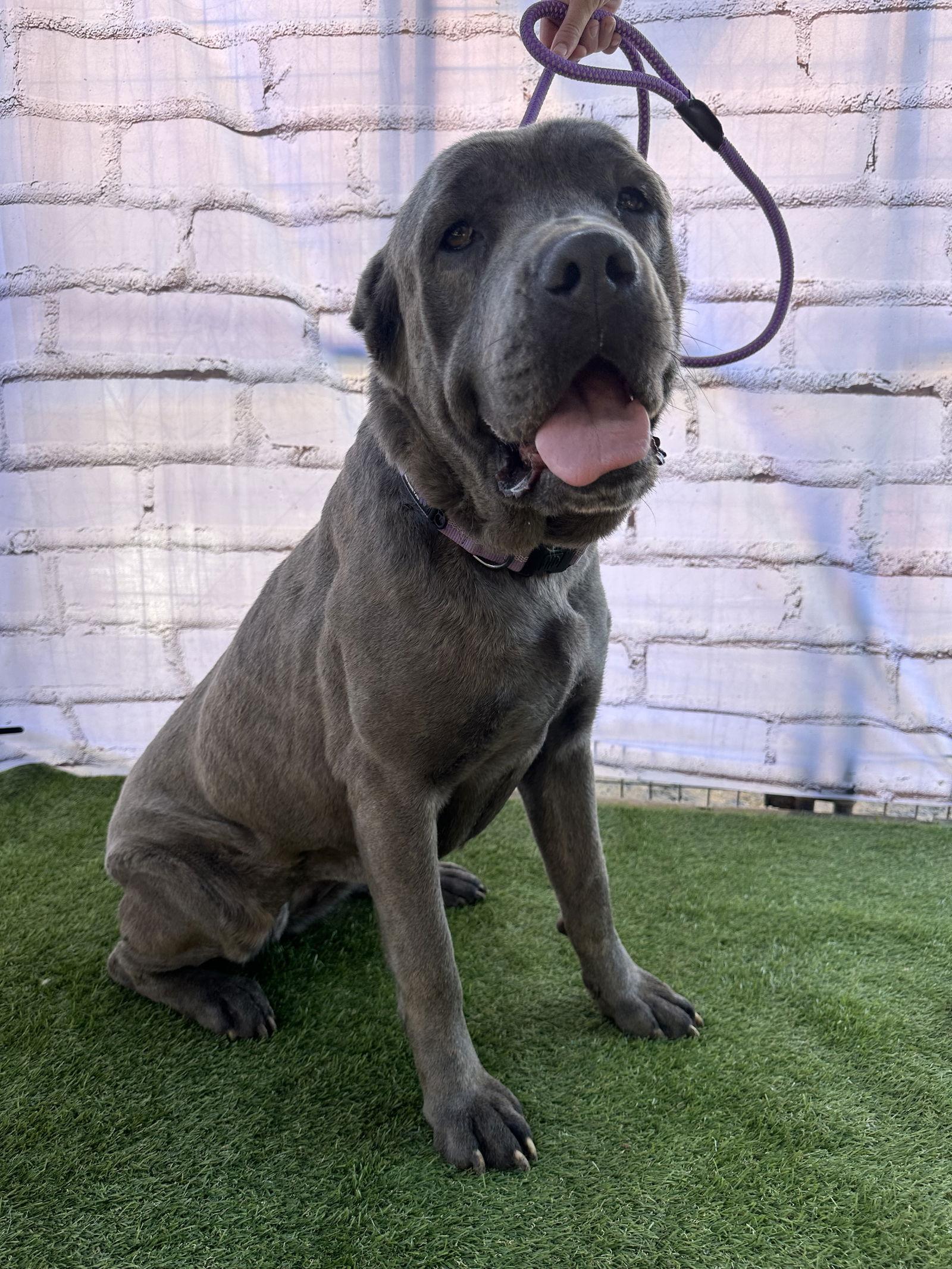 Enlarge Sassy, a Adoptable Cane Corso image 2/3