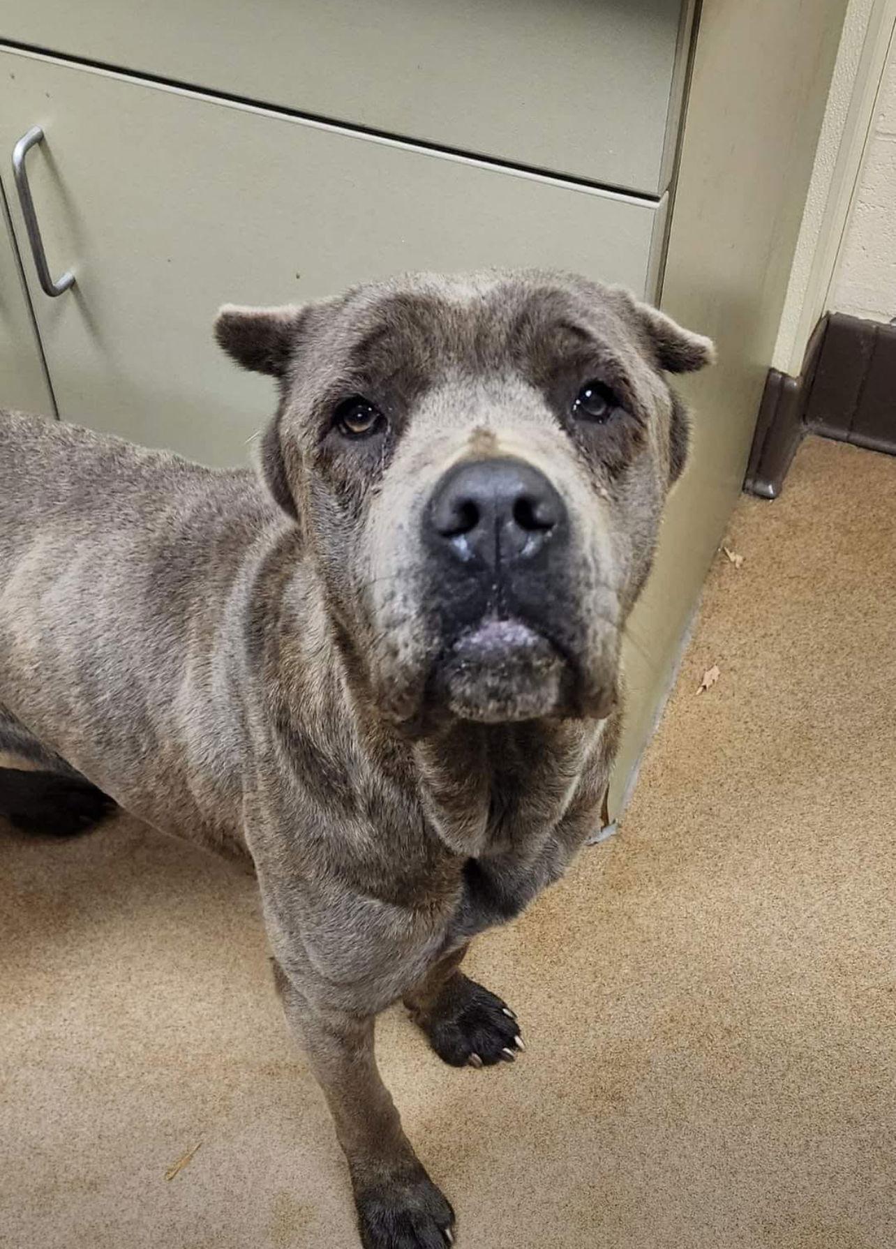 Enlarge Sassy, a Adoptable Cane Corso image 3/3