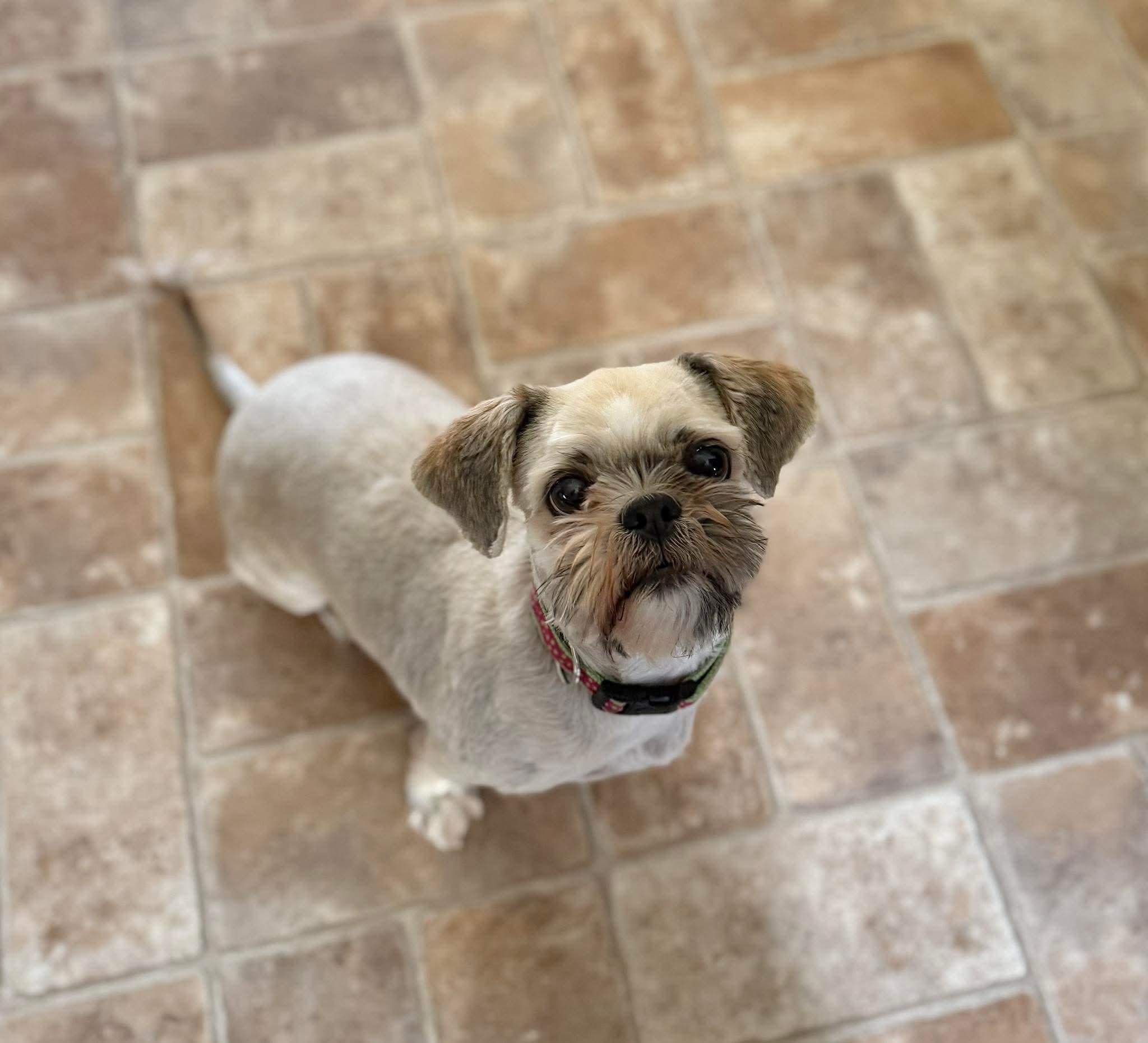 Pascha, ADOPTABLE, Adult Female Shih Tzu.