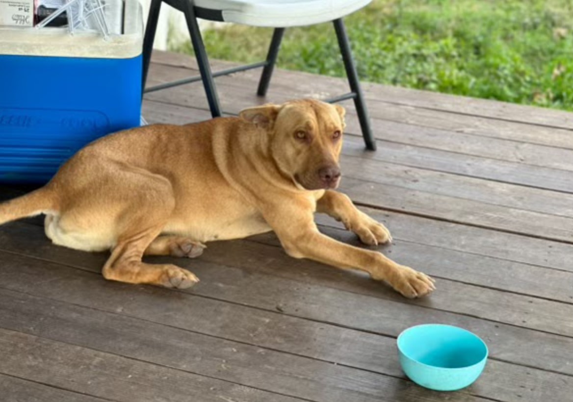 Canelo, a Adoptable mixed breed in Vancouver, WA image 4/6