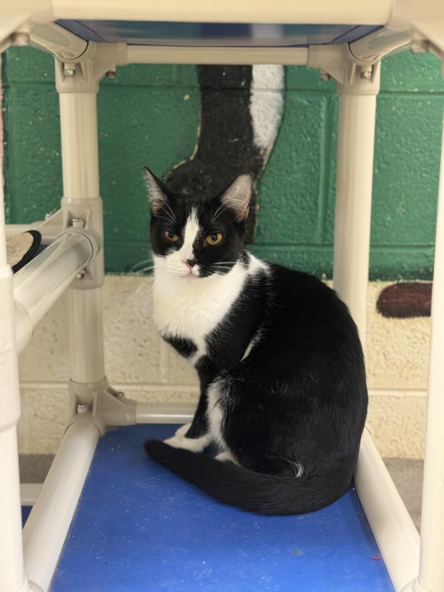 MELLA, Adoptable, Adult Female Domestic Short Hair.