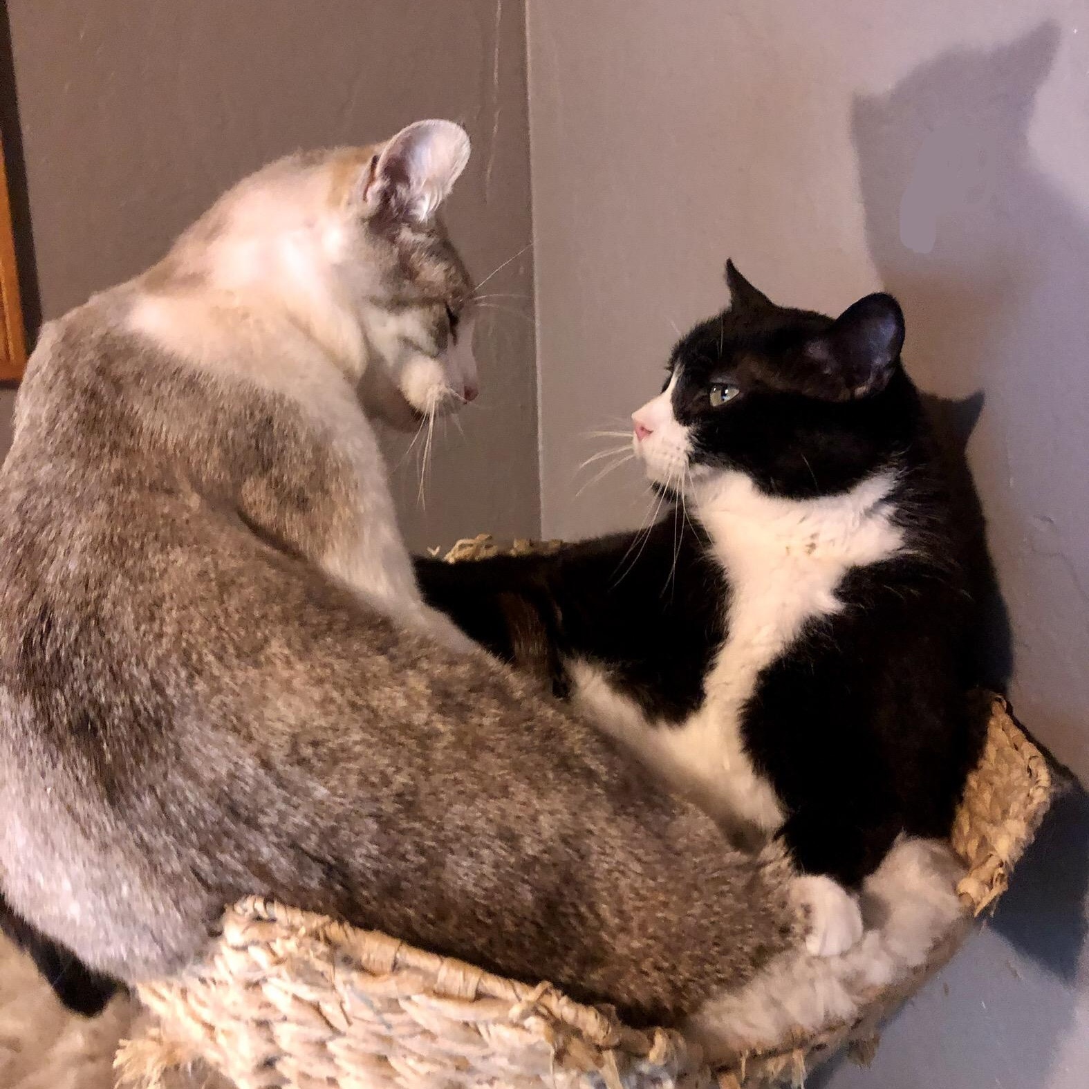 Mr Biscuits & Simon *BONDED*, Adoptable, Adult Male Domestic Short Hair.