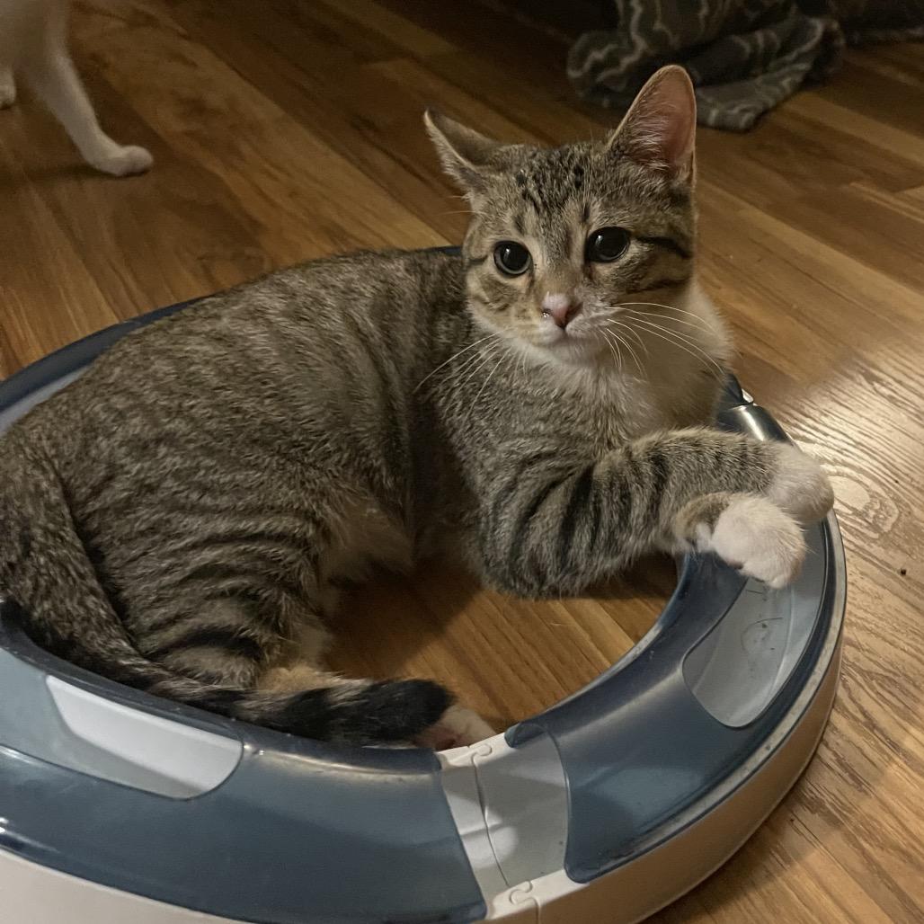 Tim, Adoptable, Young Male Domestic Short Hair.