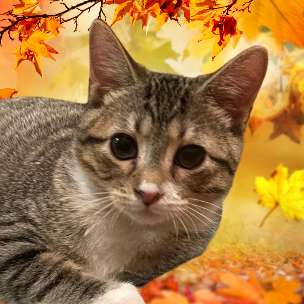 Tim, a Adoptable Domestic Short Hair in St. Peters, MO image 2/5