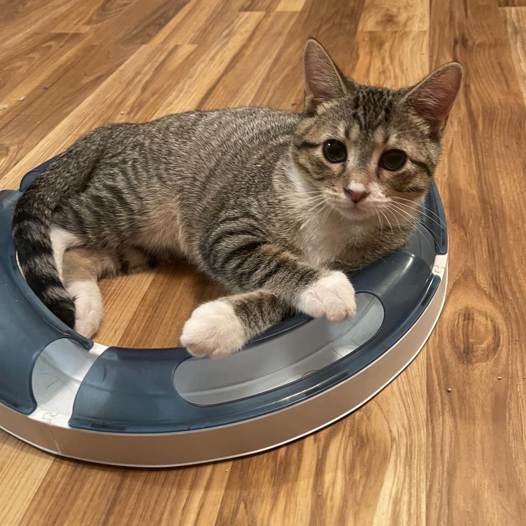 Tim, a Adoptable Domestic Short Hair in St. Peters, MO image 3/5