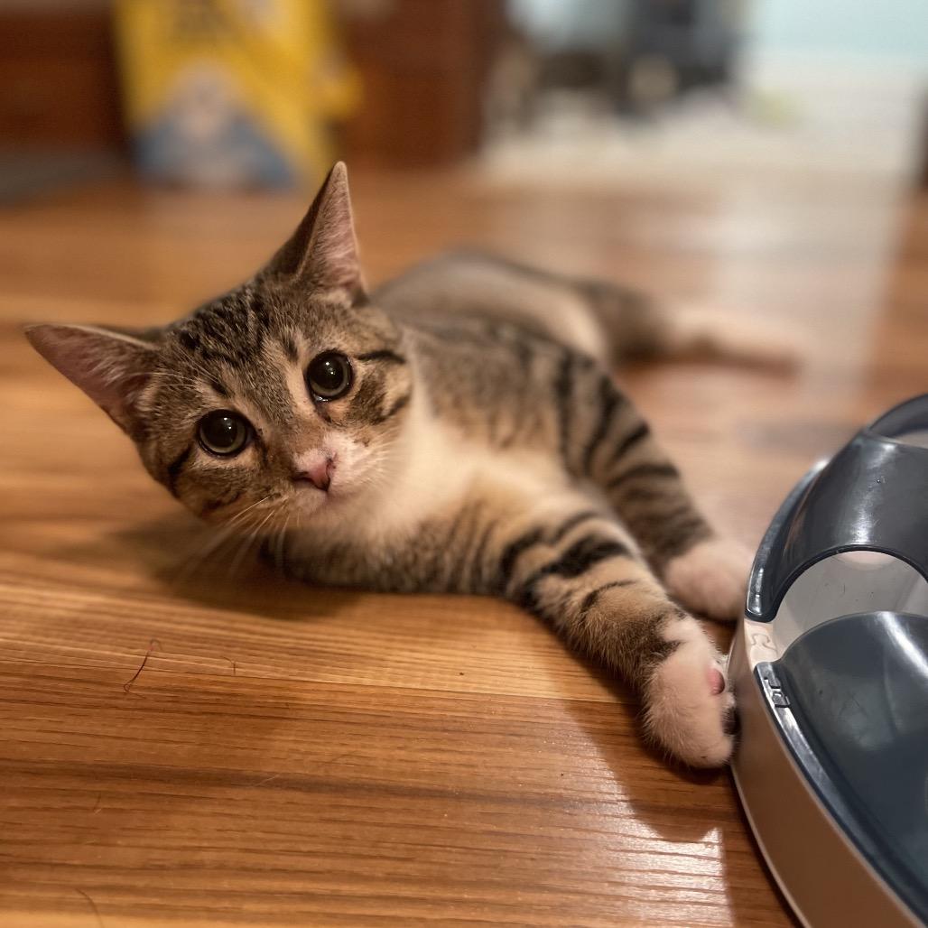 Tim, a Adoptable Domestic Short Hair in St. Peters, MO image 5/5