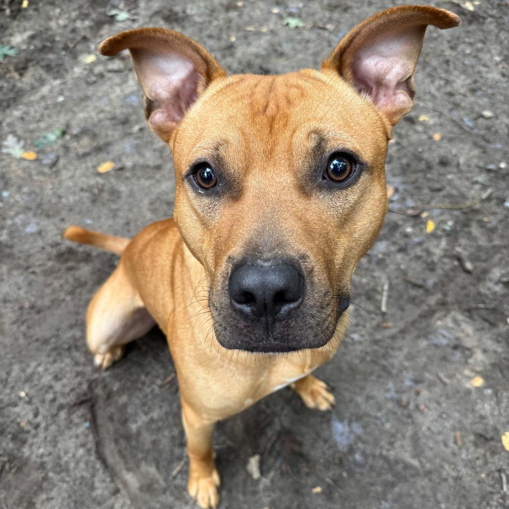 Enlarge Walnut, a Adoptable Rhodesian Ridgeback in Grand Rapids, MI image 3/6