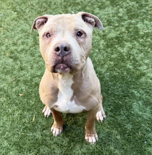 SENIOR BOY SAVED FROM SHELTER NEEDS NEW FOSTER OR A FOREVER HOME, Adoptable, Senior Male Pit Bull Terrier.