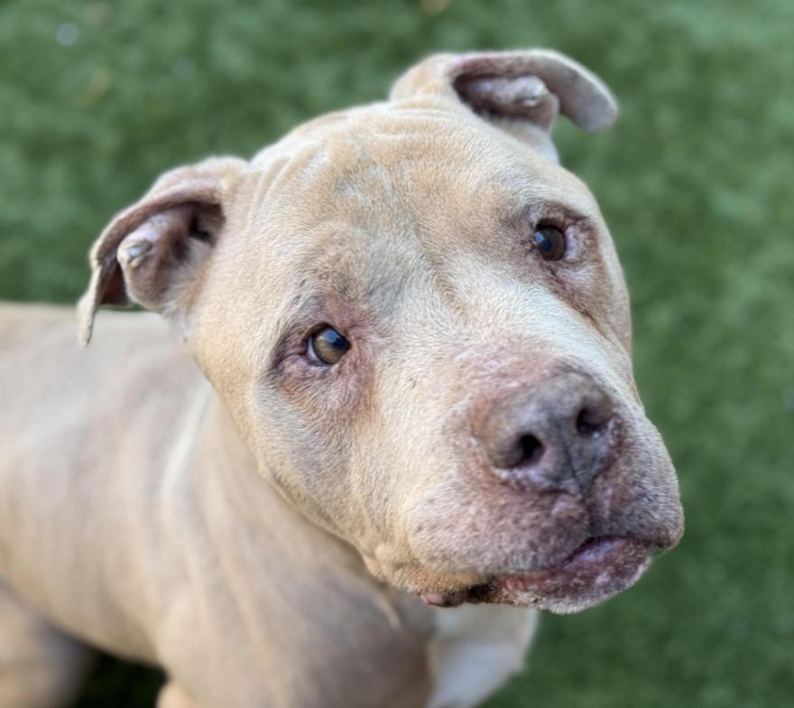 SENIOR BOY SAVED FROM SHELTER NEEDS NEW FOSTER OR A FOREVER HOME, a Adoptable Pit Bull Terrier in Huntington Beach, CA image 2/3