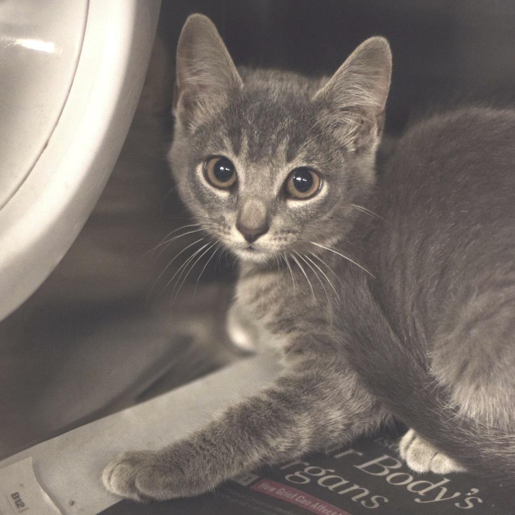 Enlarge Corndog, a Adoptable Domestic Short Hair in Belleville, IL image 1/1