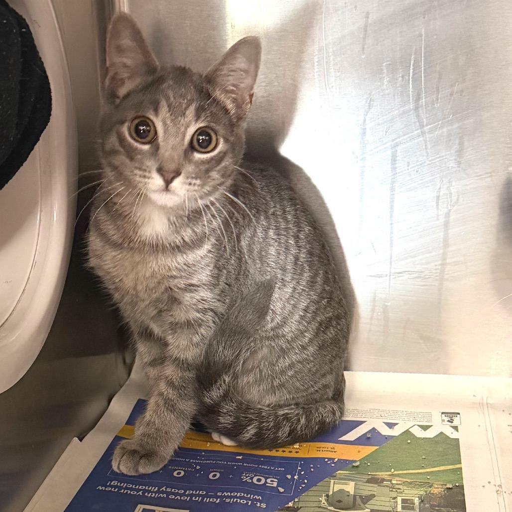 Enlarge Corndog, a Adoptable Domestic Short Hair in Belleville, IL image 2/2