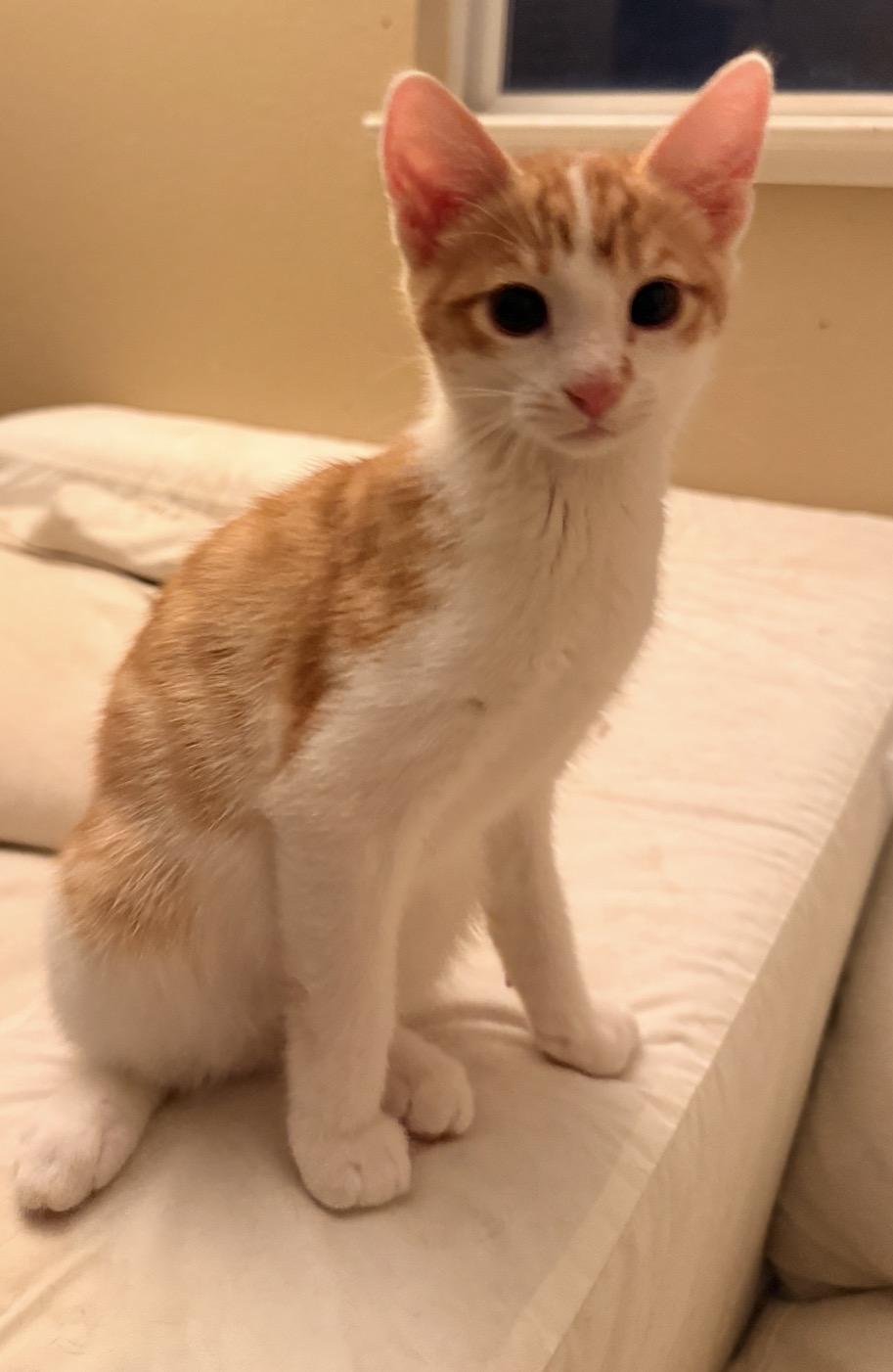 Thor, an adoptable Tabby in Oakley, CA image 2/2