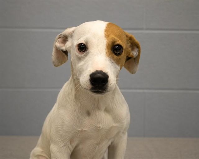 MAXI, Adoptable, Puppy Male Labrador Retriever & Treeing Walker Coonhound.