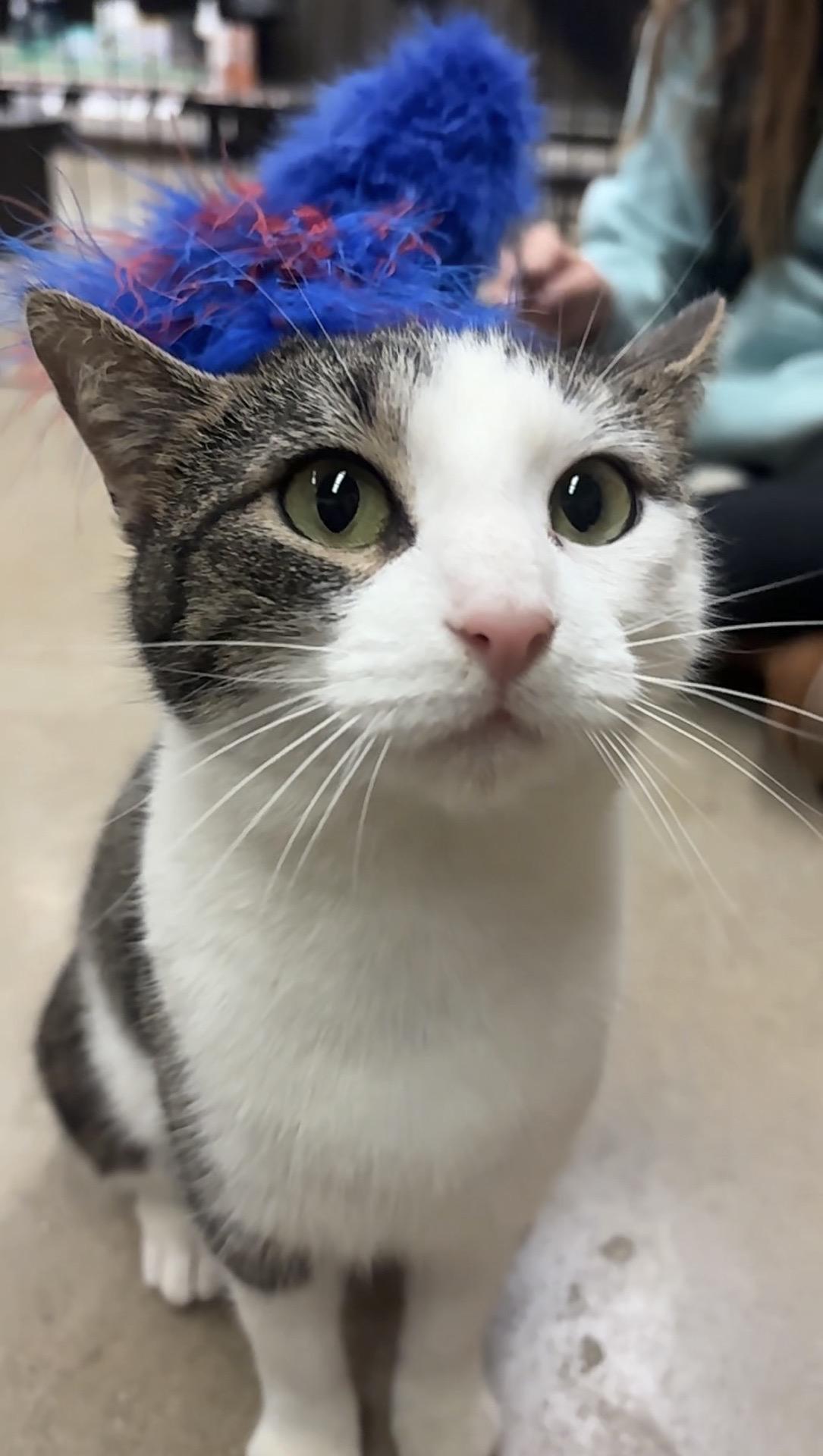 Enlarge Cookie Dough, a Adoptable Domestic Short Hair in North East, MD image 1/6