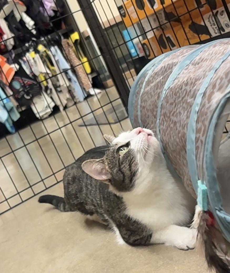 Enlarge Cookie Dough, a Adoptable Domestic Short Hair in North East, MD image 6/6