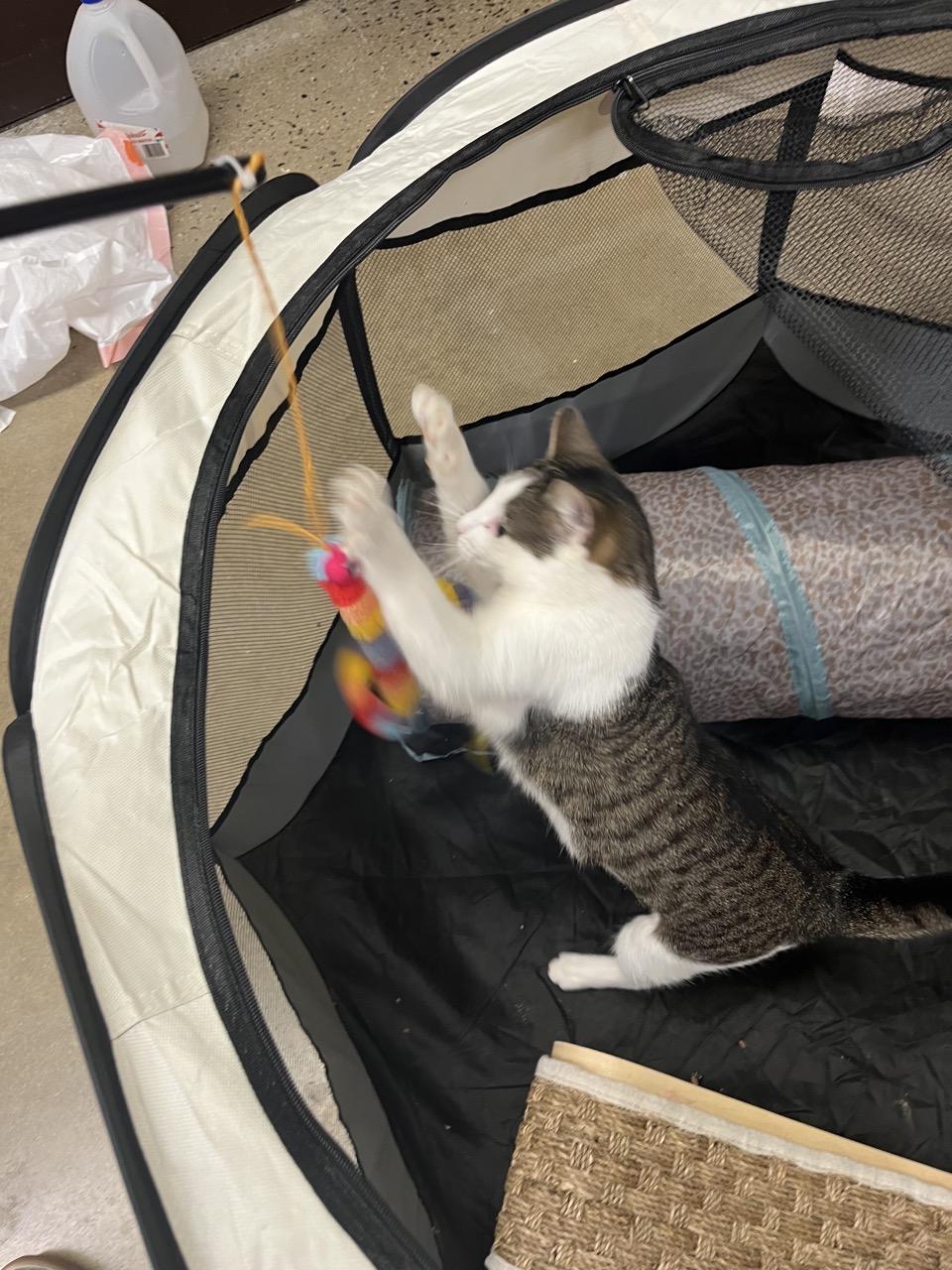 Enlarge Cookie Dough, a Adoptable Domestic Short Hair in North East, MD image 3/6