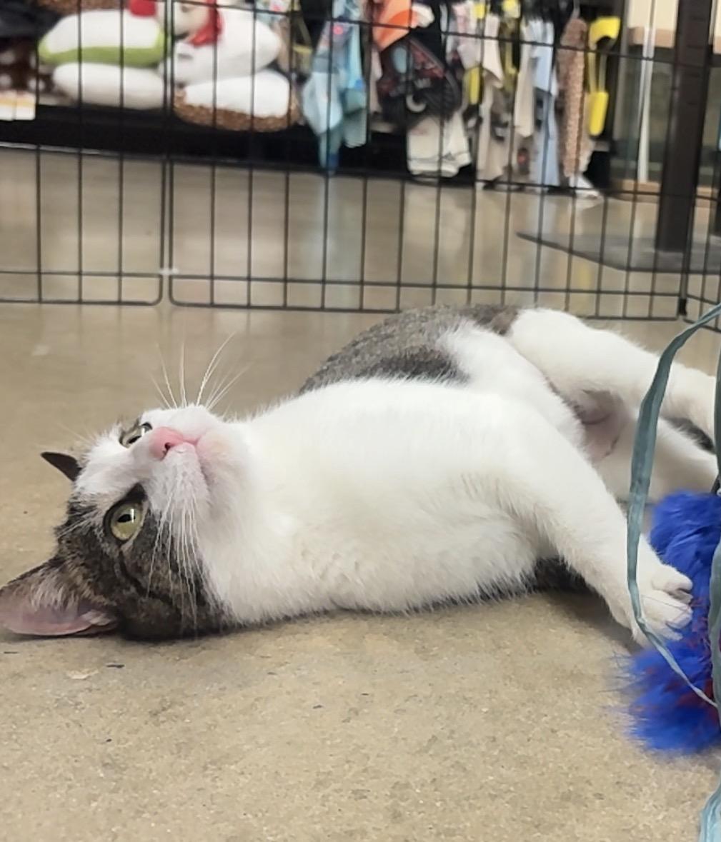 Enlarge Cookie Dough, a Adoptable Domestic Short Hair in North East, MD image 2/6