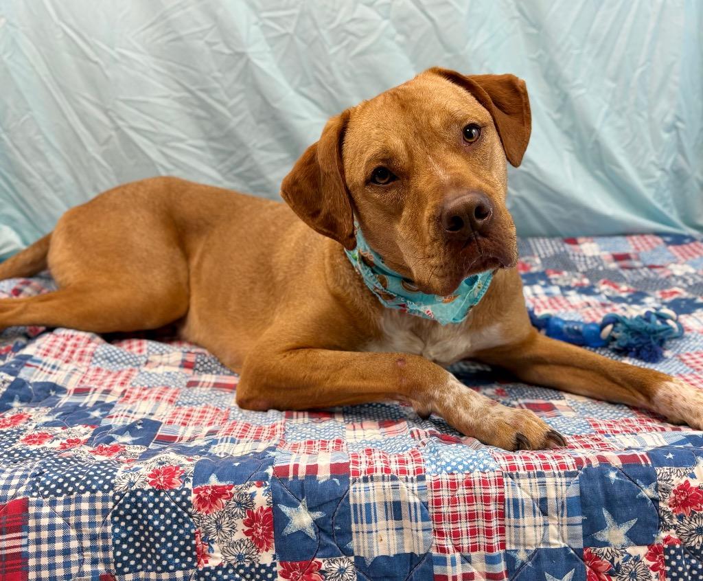 Jack, Adoptable, Young Male Pit Bull Terrier.