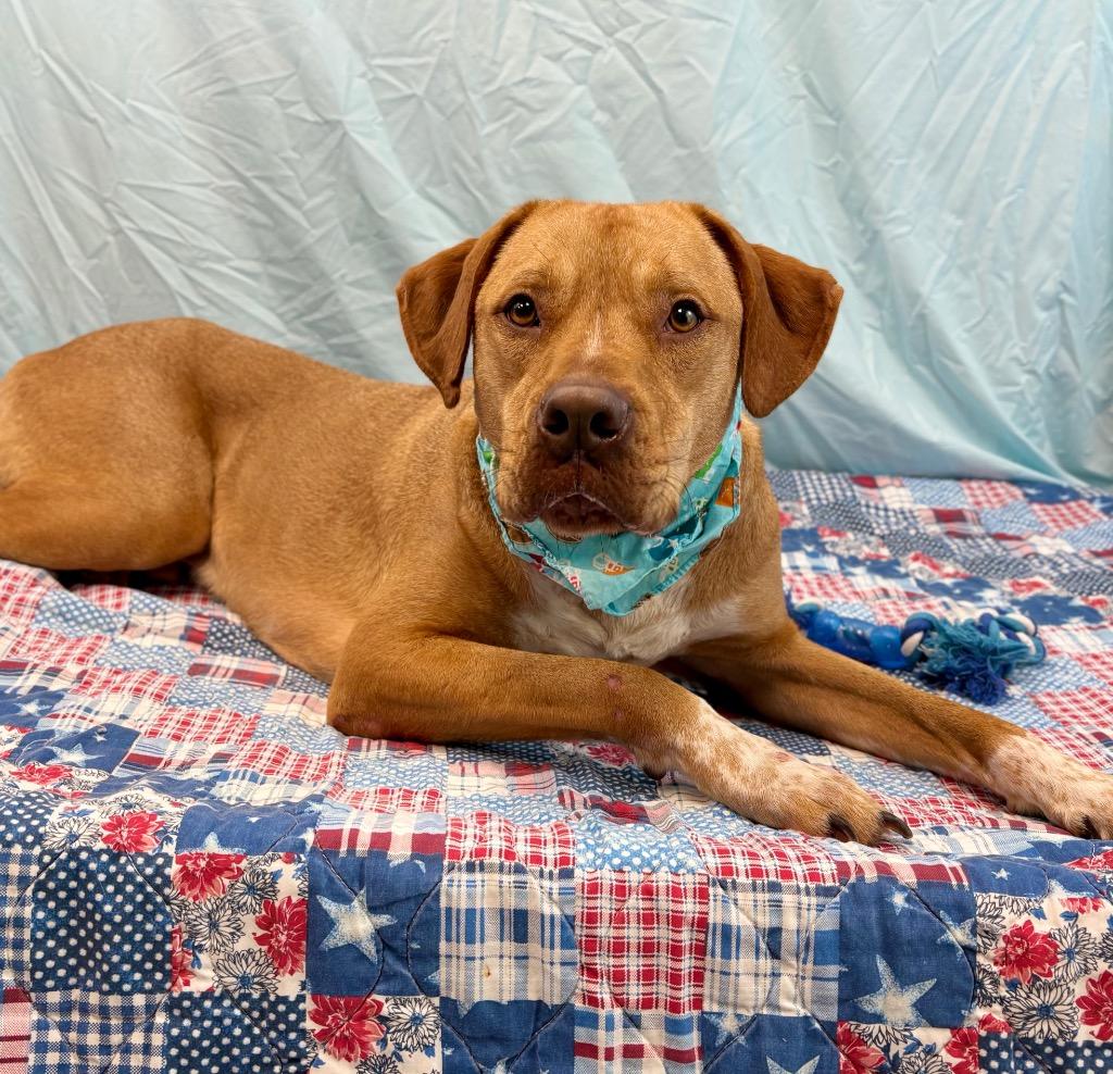 Jack, a Adoptable Pit Bull Terrier in Nacogdoches, TX image 2/5