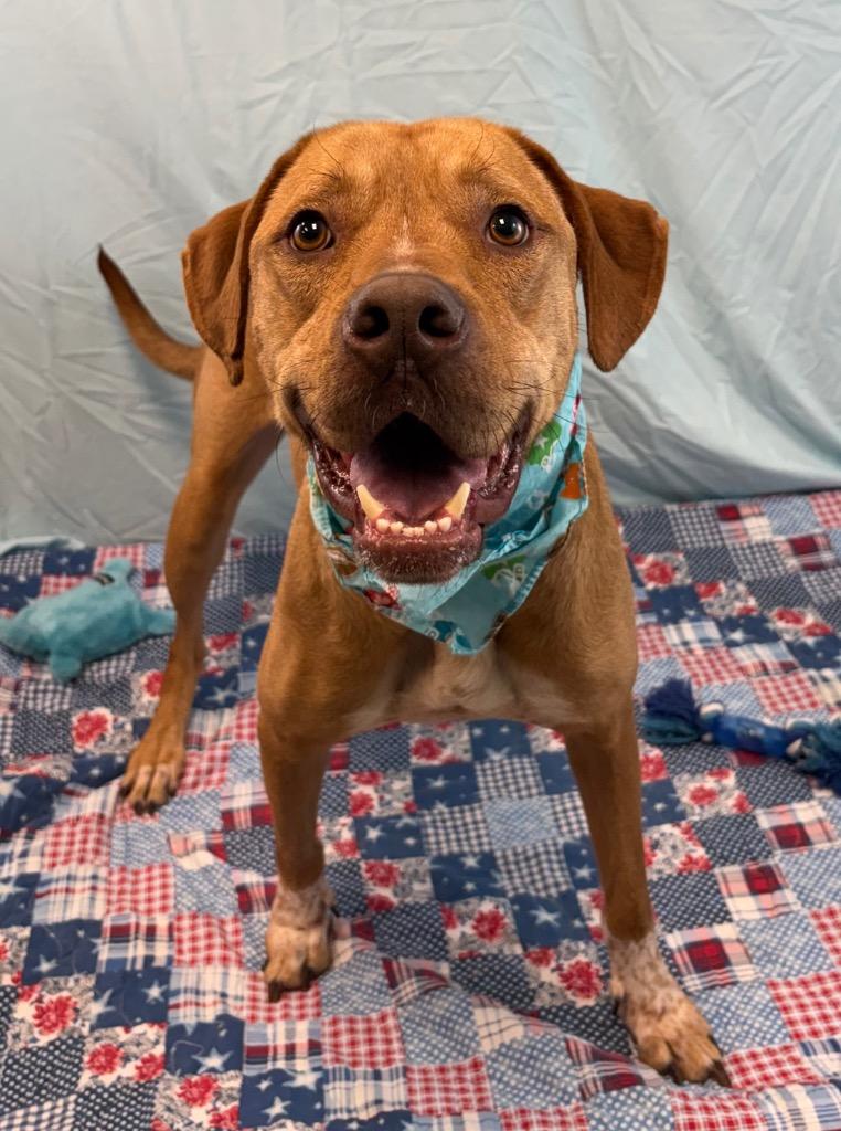 Jack, a Adoptable Pit Bull Terrier in Nacogdoches, TX image 3/5