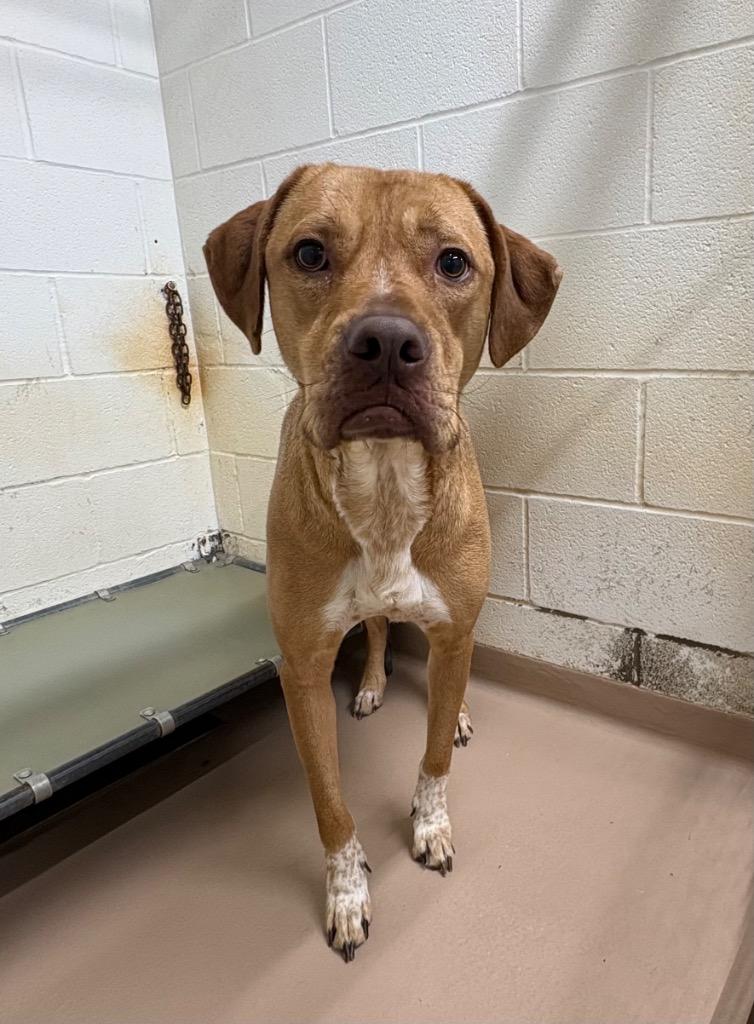 Enlarge Jack, a Adoptable Pit Bull Terrier in Nacogdoches, TX image 1/5