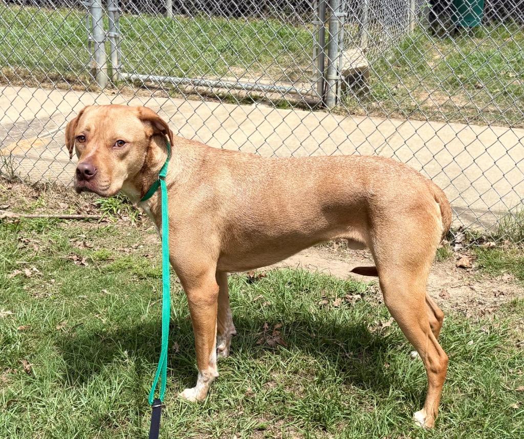 Enlarge Jack, a Adoptable Pit Bull Terrier in Nacogdoches, TX image 2/5